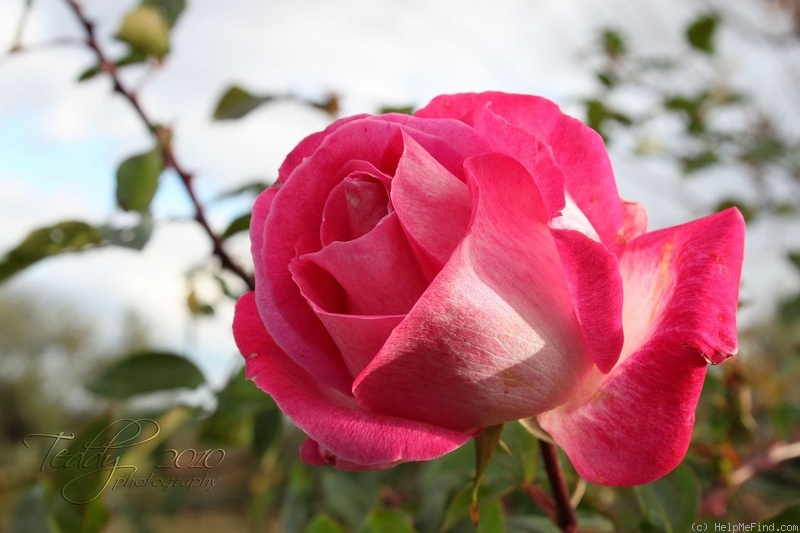 'Antike 89 ™' rose photo