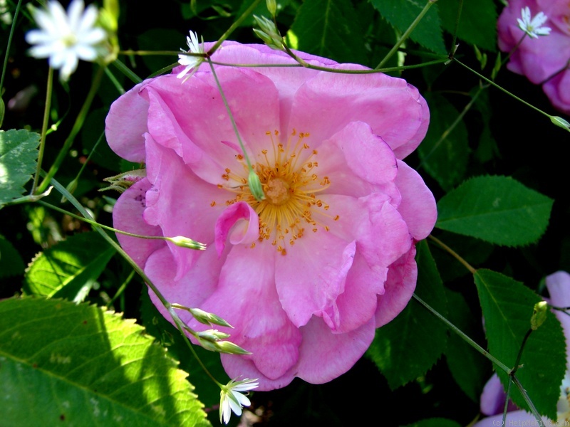 'Kajo' rose photo