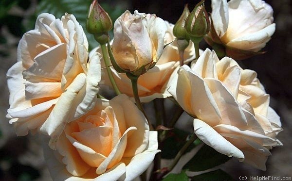 'Dame Élégante' rose photo