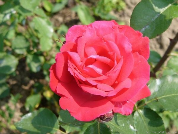 'Dauphine (floribunda, Gaujard, 1955)' rose photo