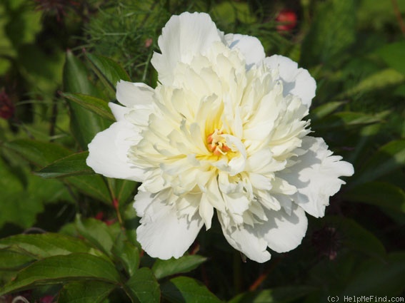 'Laura Dessert' peony photo