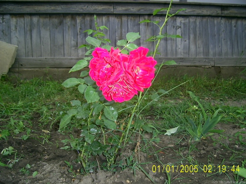 'KORmun' rose photo