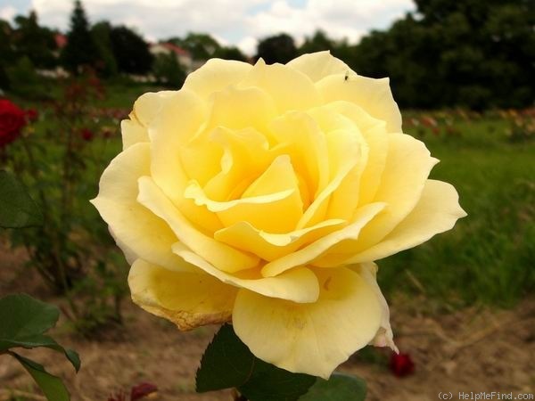 'Gold Dot' rose photo