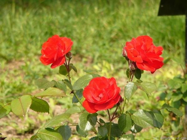 'Horrido ®' rose photo