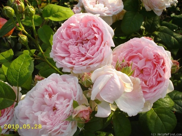 'Eglantyne' rose photo