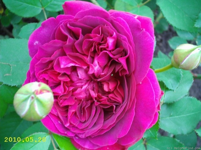 'William Shakespeare 2000 ™ (shrub, Austin 1994)' rose photo