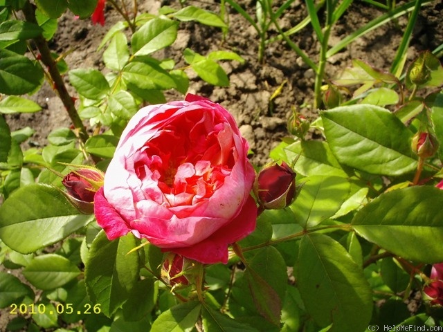 'Benjamin Britten' rose photo