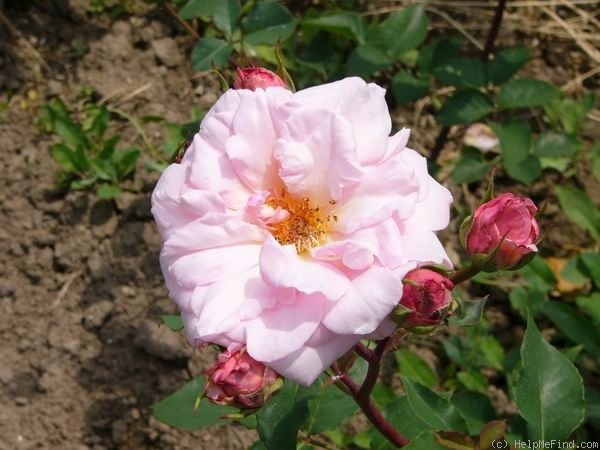 'John C.M. Mensing' rose photo