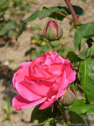 'Baronne Finaz' rose photo