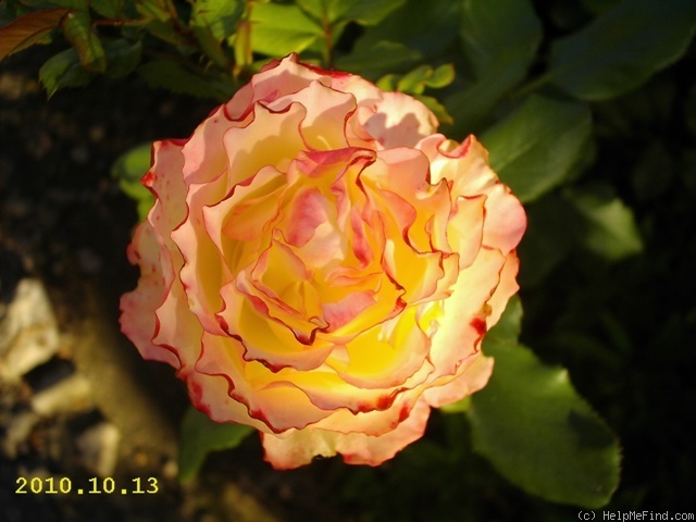 'Schloss Eutin ® Fairy Tale' rose photo