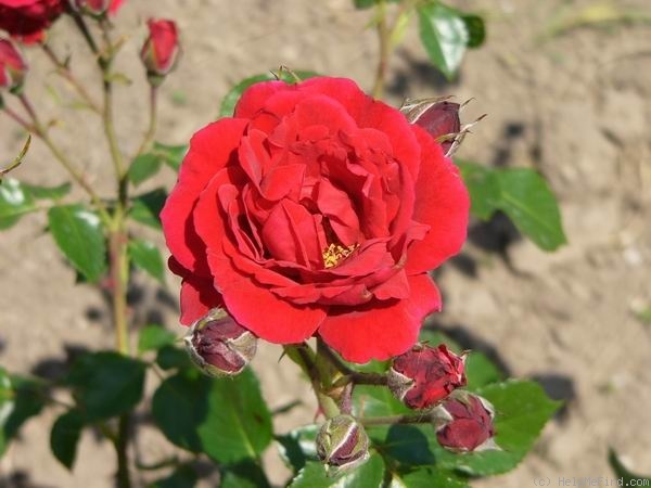 'Lord Stair' rose photo