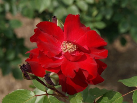 'Petit Marquis' rose photo