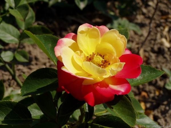 'Paint Box' rose photo