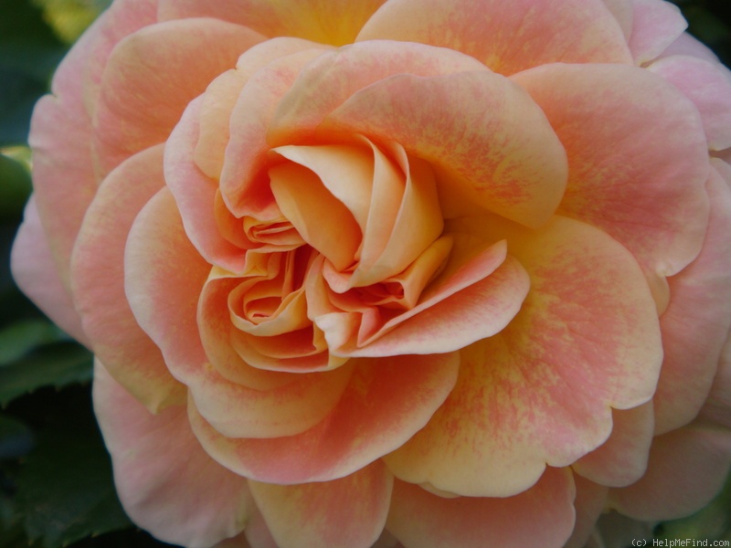 'Concerto (shrub, Meilland, 1995)' rose photo