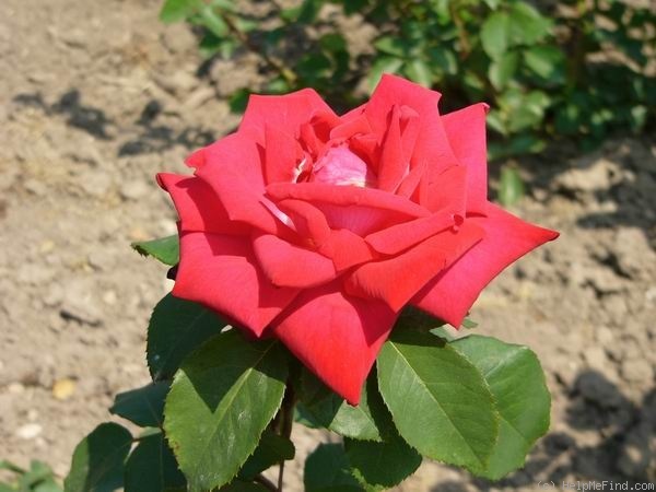 'Petula Clark' rose photo