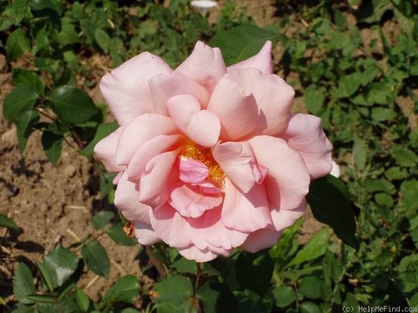 'Pink Spice' rose photo
