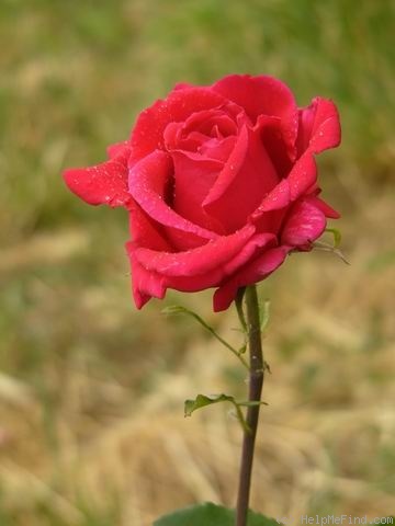 'Red American Beauty' rose photo