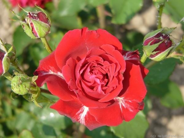 'Samantha ® (hybrid tea, Warriner 1974)' rose photo