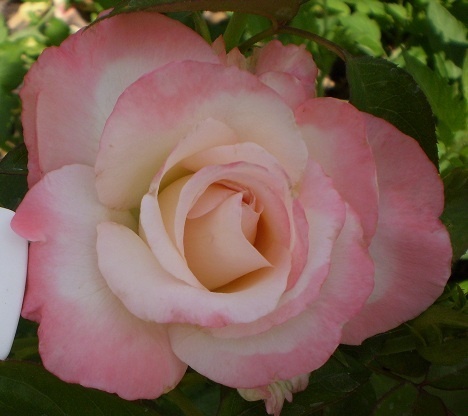 'Crescendo (hybrid tea, Zary 2010)' rose photo