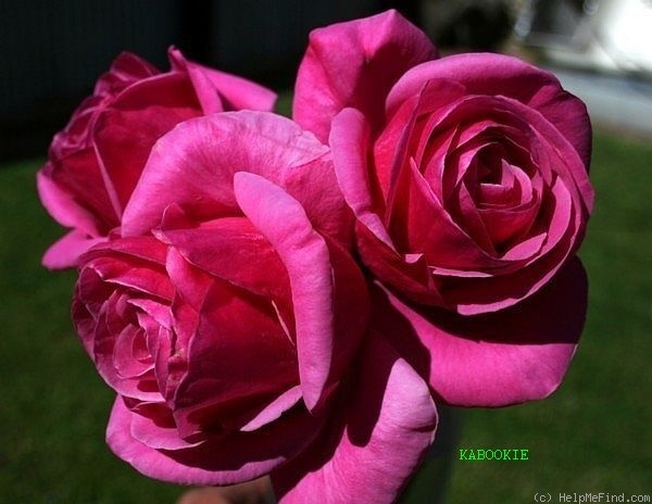 'Kabookie' rose photo