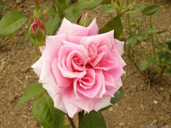 'Sir Winston Churchill' rose photo