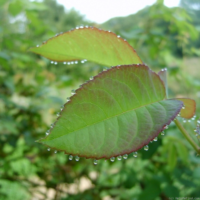 'Erinnerung an Brod' rose, click to enlarge 'Erinnerung an Brod' rose photo