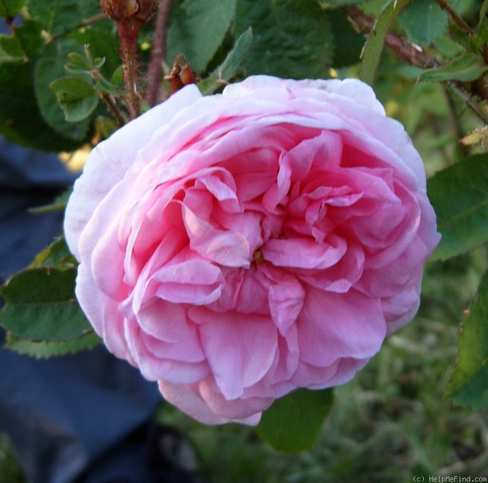 'R. centifolia muscosa' rose photo