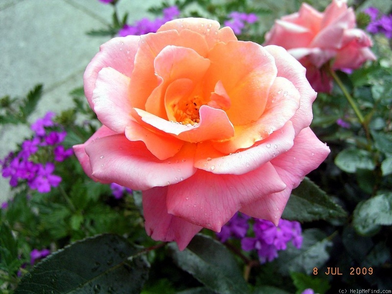 'Fragrant Delight ® (floribunda, Tysterman, 1978)' rose photo