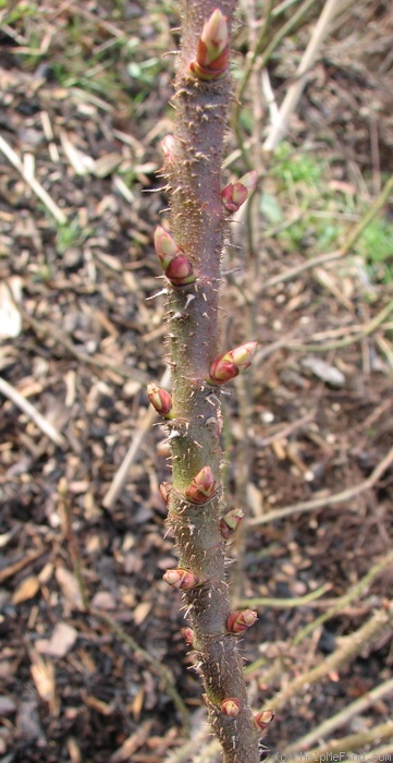 'Soupert et Notting' rose photo