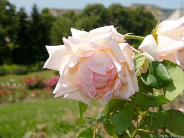 'Lord Rossmore' rose photo