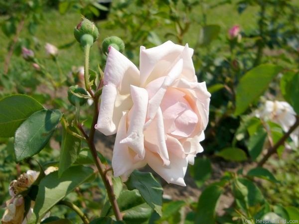 'Lord Rossmore' rose photo