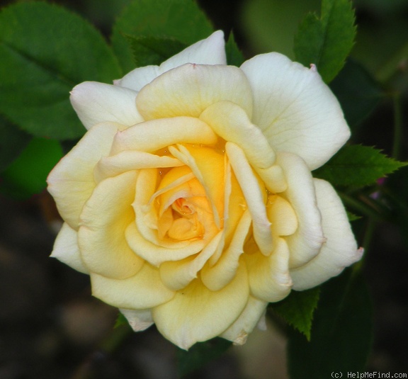 'Yantai' rose photo