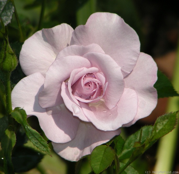 'Violet Mist' rose photo