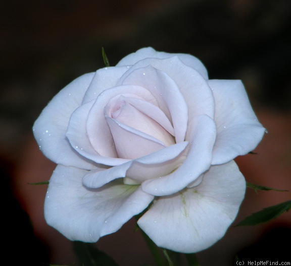 'Violet Mist' rose photo