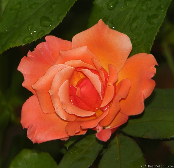 'Tuscan Sun ™' rose, click to enlarge 'Tuscan Sun ™' rose photo