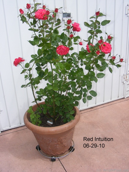 'Red Intuition' rose photo