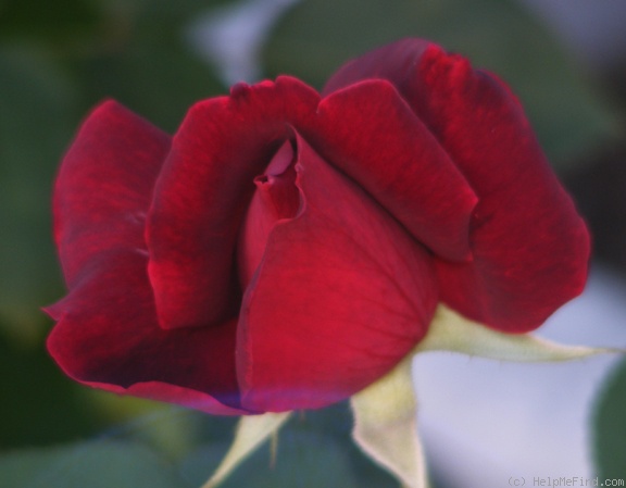 'Oklahoma (Hybrid Tea, Swim & Weeks, 1963)' rose photo