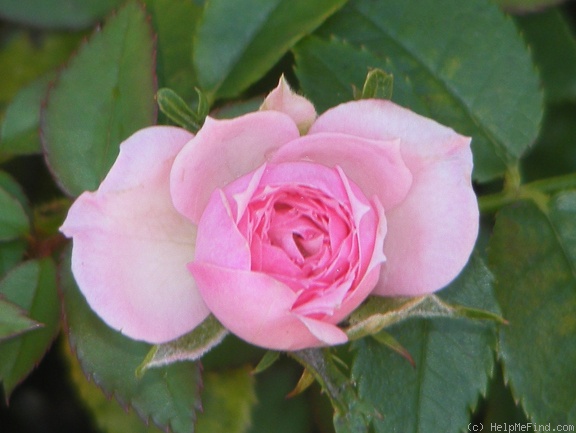 'Nostalgia ™ (miniature, Saville, 1989)' rose photo