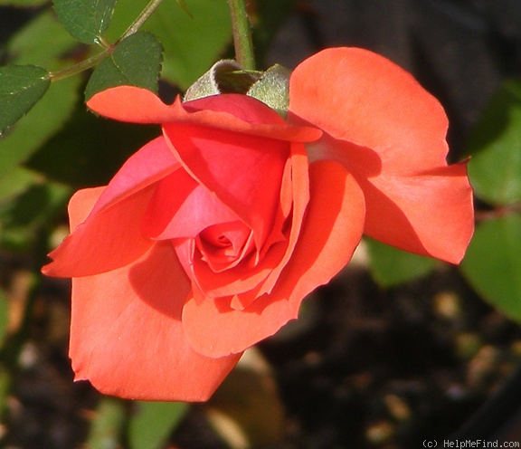 'Millie Walters ™' rose photo