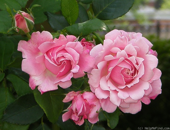 'Memorial Day ™' rose photo