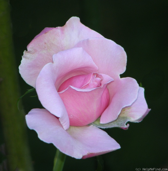 'Memorial Day ™' rose photo