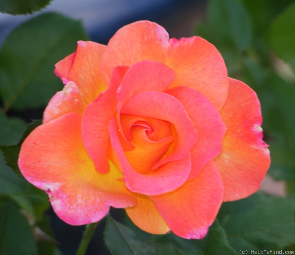 'Mardi Gras ™ (floribunda, Zary 2007)' rose photo