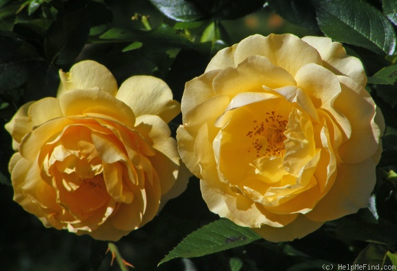 'Julia Child ™ (Floribunda, Carruth, 2004)' rose photo