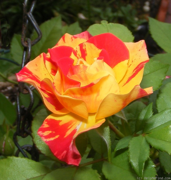 'Isolde Hit ® (Miniature, Oleson, 2004)' rose photo