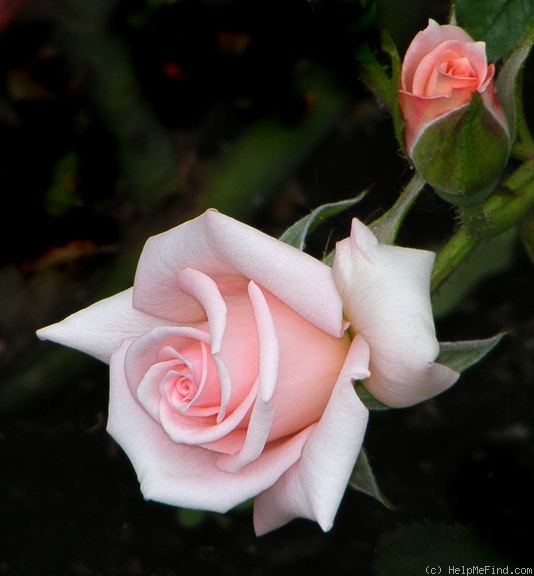 'Heather Sproul ™' rose photo