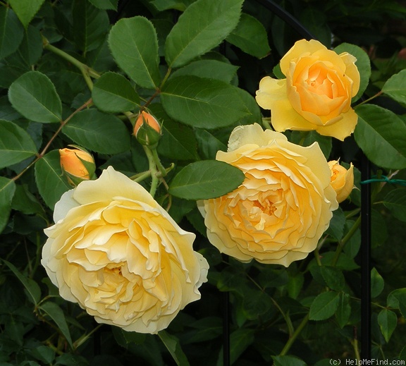 'Graham Thomas' rose photo