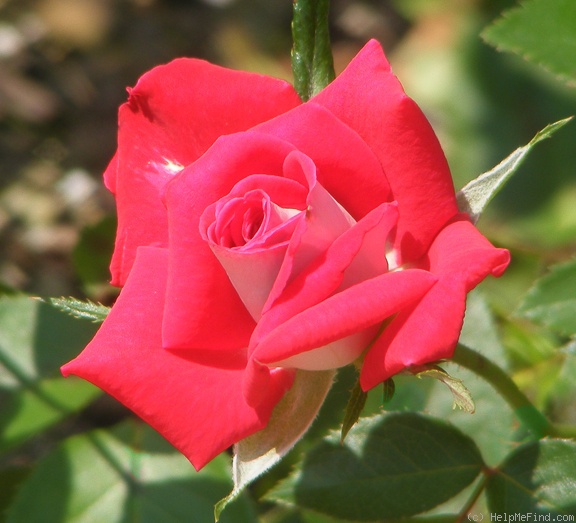 'Fire 'n' Ice ™' rose photo