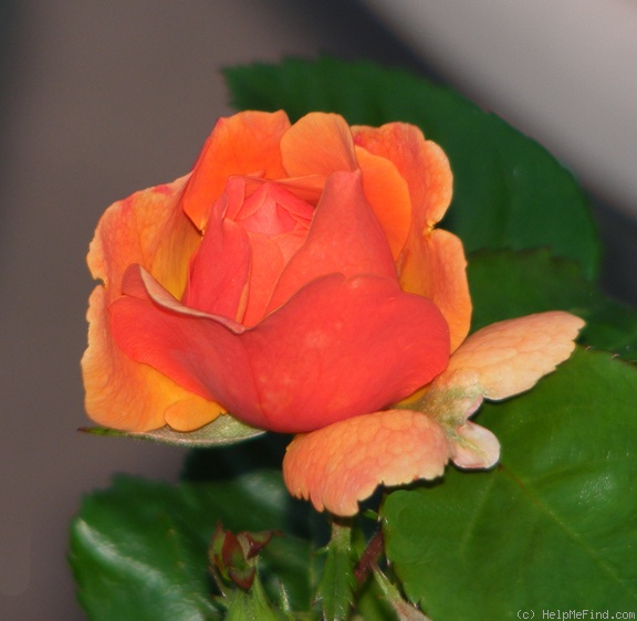 'Easy Does It ®' rose photo