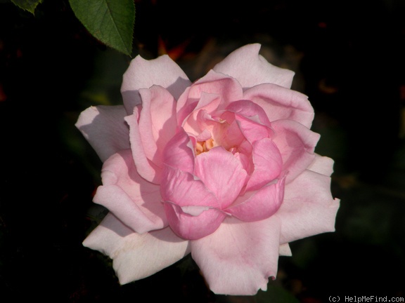 'Country Music (shrub, Buck, 1973)' rose photo