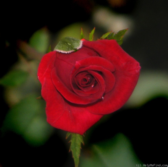 'Caliente ™ (miniature, Benardella, 2004)' rose photo